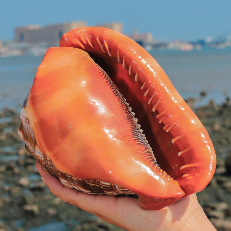 Aquarium Planting Ideas - Natural Orange Sea Shells, Caracol Bull's