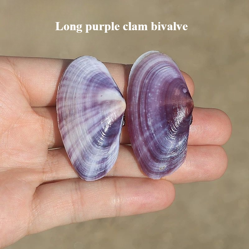 Aquarium Planting Ideas - Longo molusco roxo concha natural casca