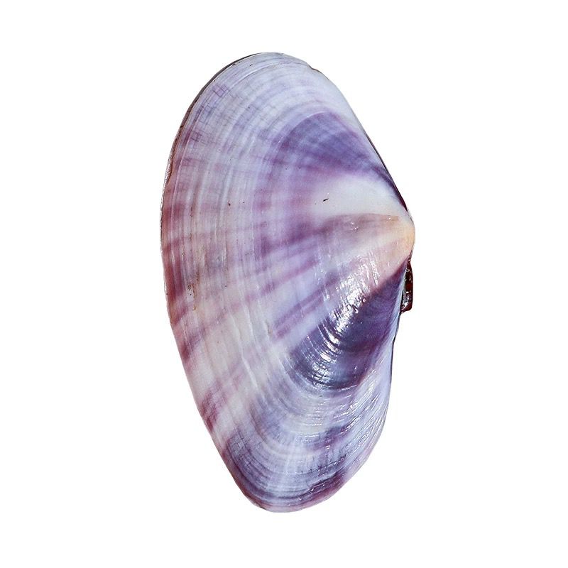 Longo molusco roxo concha natu - Aquarium Planting Ideas avaliação e preço